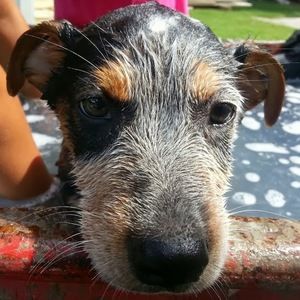 Meet your Posher, Alex